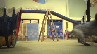 Mypetstop Dog Training Agility