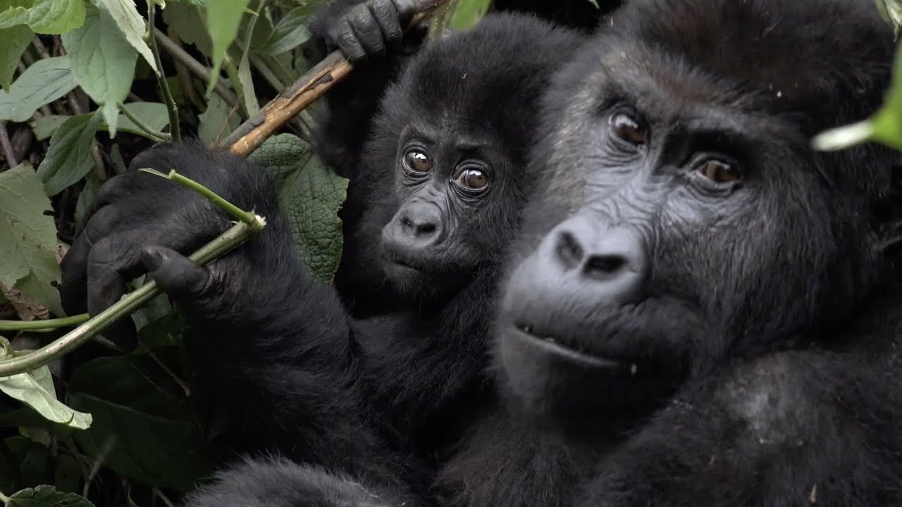 Conservation in and around the Kahuzi-Biega National Park by Primate Expertise