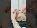 眠すぎて耐えられない子犬をトリミングしたら・・・