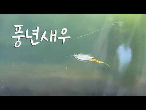 왓새우