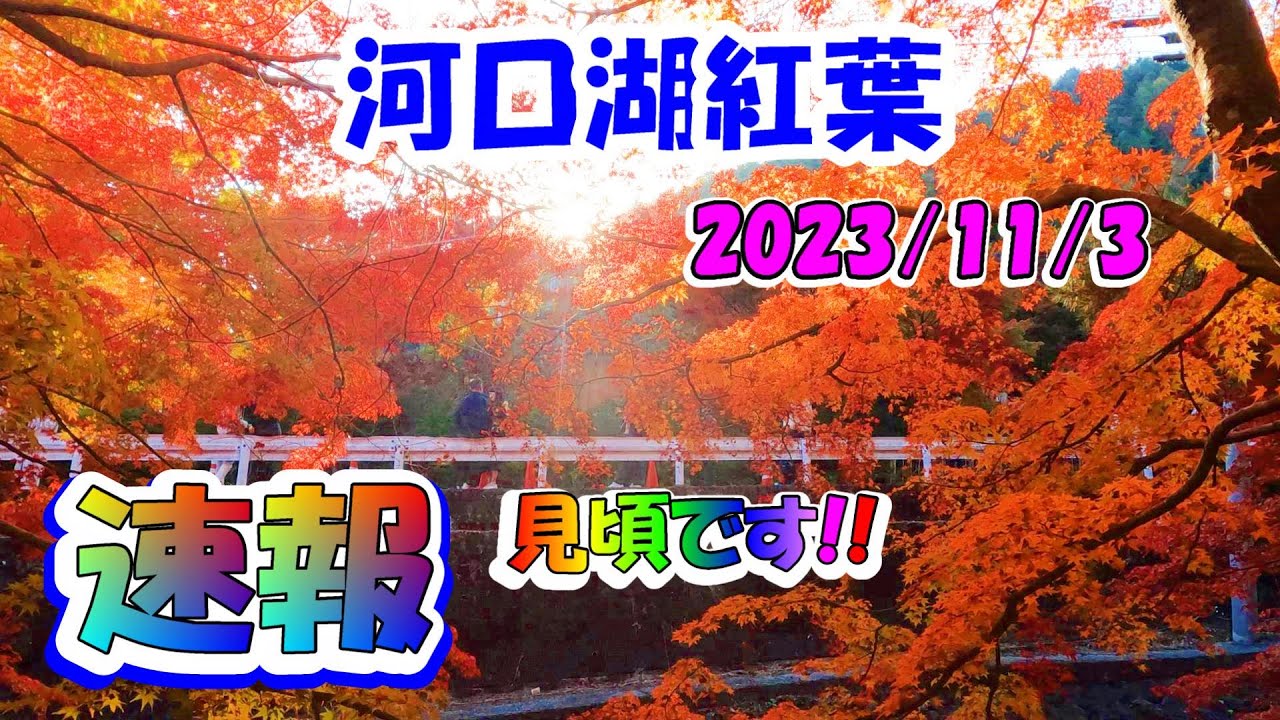 4K 河口湖 紅葉状況 11/3【速報レポ】もみじ回廊・遊歩道・街路樹 Lake