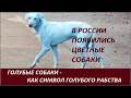 Олигархи раскрашивают своих рабов: голубые собаки, голубые люди -  № 2549