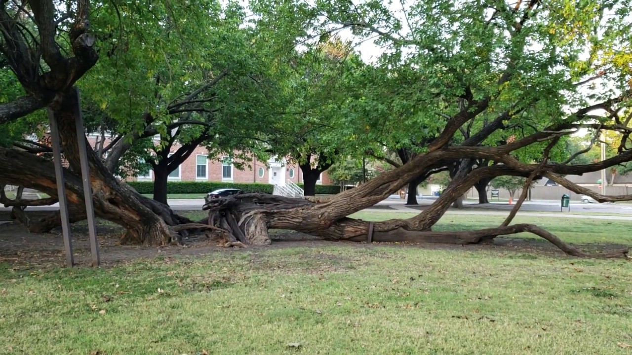 Bois d' Arc tree, Tietze Park YouTube