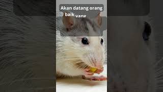 Meaning of Dream of a Mouse Being Eaten by a Cat