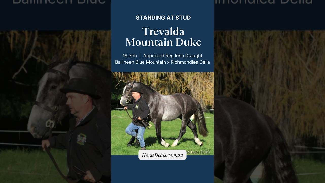 Trevalda Mountain Duke - Irish Draught Stallion Standing at Stud