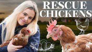 I rescue chickens from the egg laying industry - This Esme