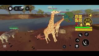 Huge Giraffe Herd Takes Off Pride Rock Savannah Life Roblox
