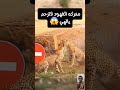 اقوى صرع بي الفهد والفهد فلسطين اكسبلور Cat التغطيه Animals ورك الغلا Automobile 