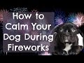 How To Calm A Dog During Fireworks