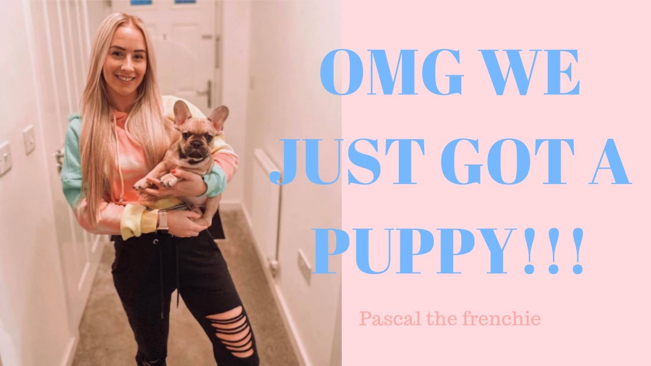 OMG WE GOT A PUPPY! BRINGING HOME OUR 8 WEEK OLD FRENCHIE | Fawn Tan Sable French Bulldog