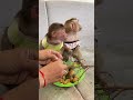 Smart baby enjoying tasty fruits #babymonky #cutemonkey #animals