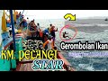 KM. PELANGI STAR, Detik2 Labuh Ikan Skipjack Tuna/CAKALANG (Part 1)