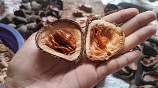 Download Lagu CARA MENGOLAH BUAH KLUWEK/PICUNG/KEPAYANG AGAR TIDAK BERACUN MP3