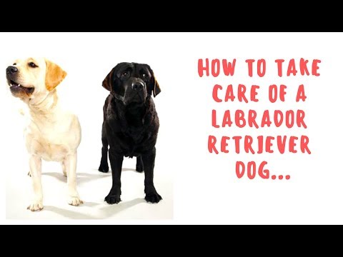 Comment prendre soin d'un chien de labrador retriever