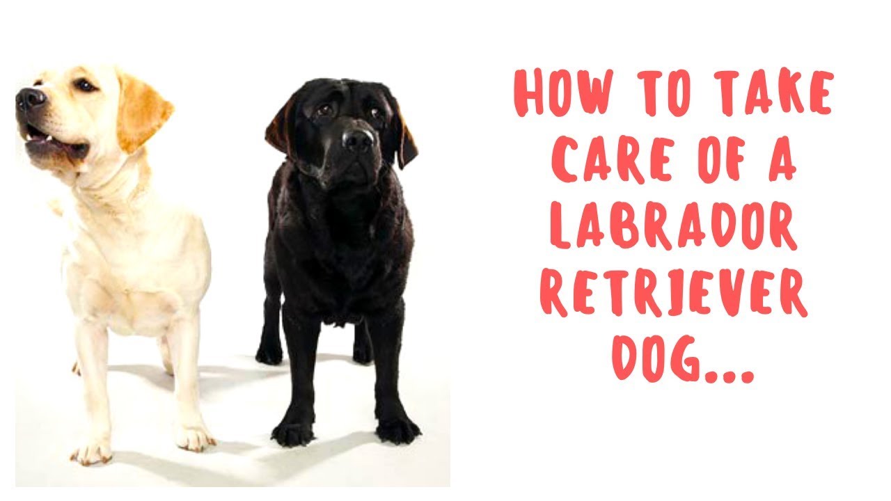 labrador retriever care