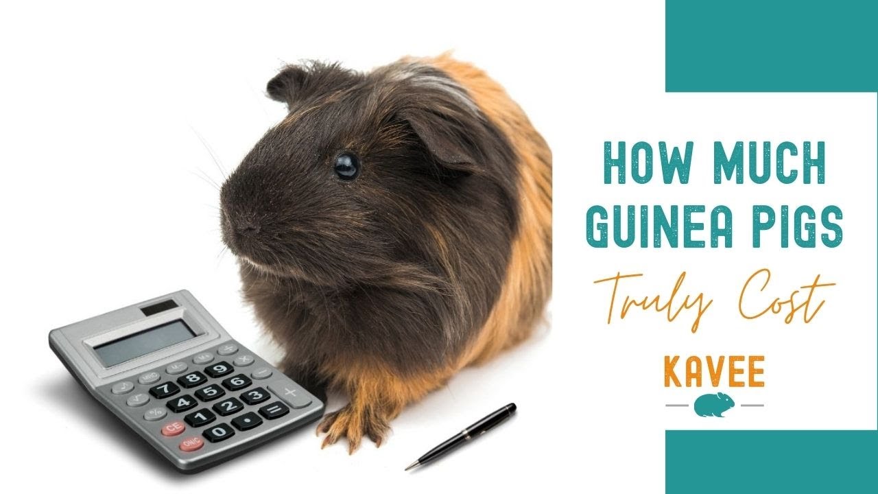 The Real and Shocking Cost of Owning Guinea Pigs YouTube