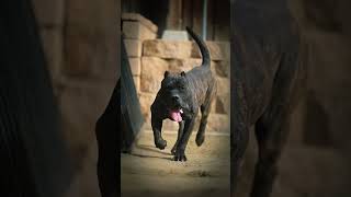 Le chien numéro 1 vous choquera #shocking #dogs #shorts