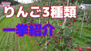 りんご3種類一挙公開