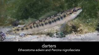 Springs Field Guide - Darter