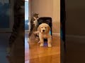 When your Extrovert friend forces you to party 🎉 #cat #funny #dog #pets