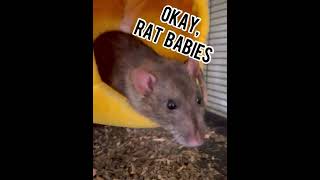 I made pancakes for my rats #pets #cutepets #funnyanimals  #cuteanimals