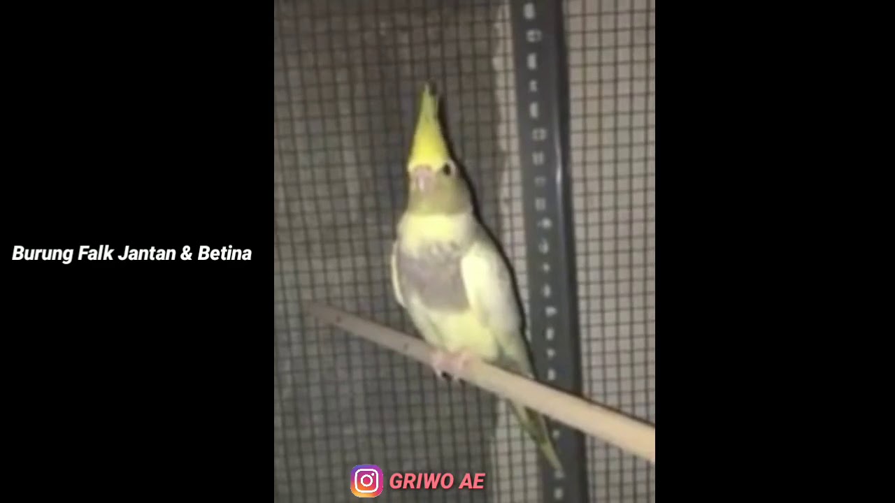 710 Gambar Burung Falk Jantan Dan Betina Gratis