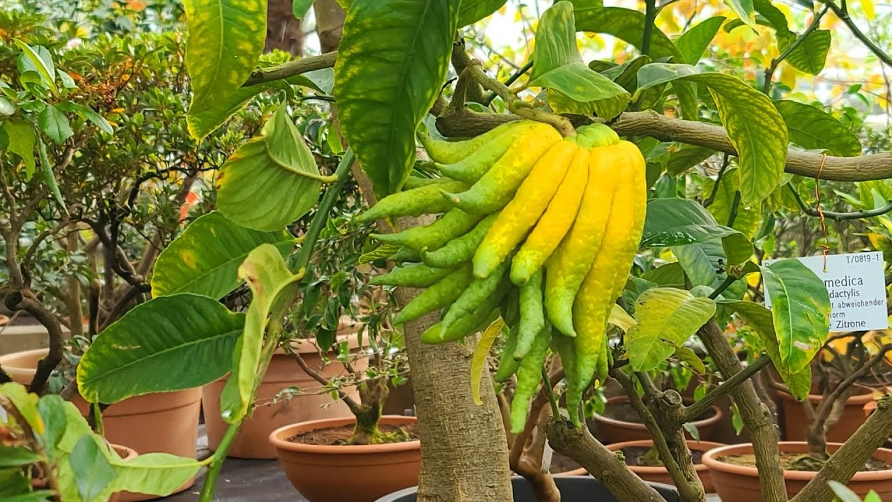 GERMANY MUNICH BOTANICAL GARDEN, NOV_12_2025