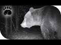 Медведь. Видео с фотоловушки. Томская область. Александровский район. 18-23.04.2020.