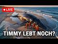 Timmy der Wal: Wie Deutschland einen Buckelwal über alles liebte — und fast zerstörte