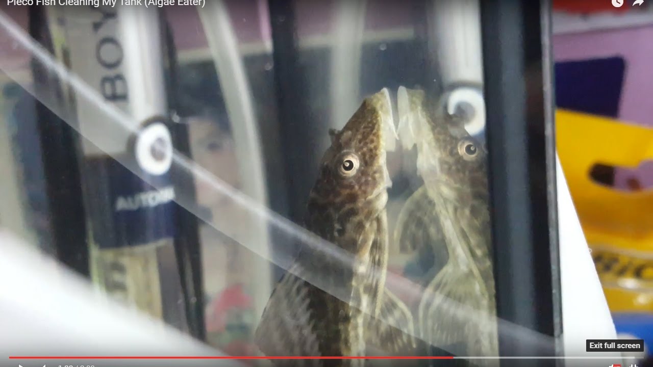 Pleco Fish Cleaning My Tank [Aquarium] (Algae Eater) YouTube