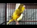 Suara Pancingan Kenari Untuk Merangsang Bunyi Agar Cepat Gacor Omkicau(.mp3 .mp4) Mp3 - Mp4 Download