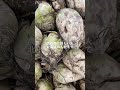 農作物に詳しい人、北海道の人、教えて欲しい😢あと北海道あるある❓不法投棄❓