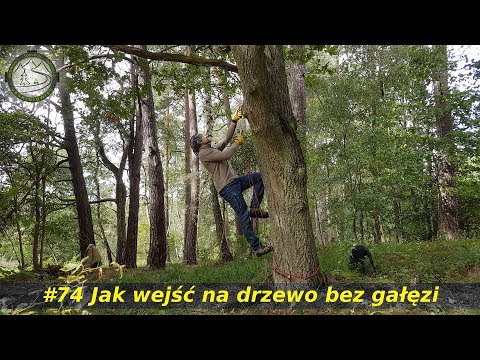 Wideo: Jak Przywrócić Drzewo?