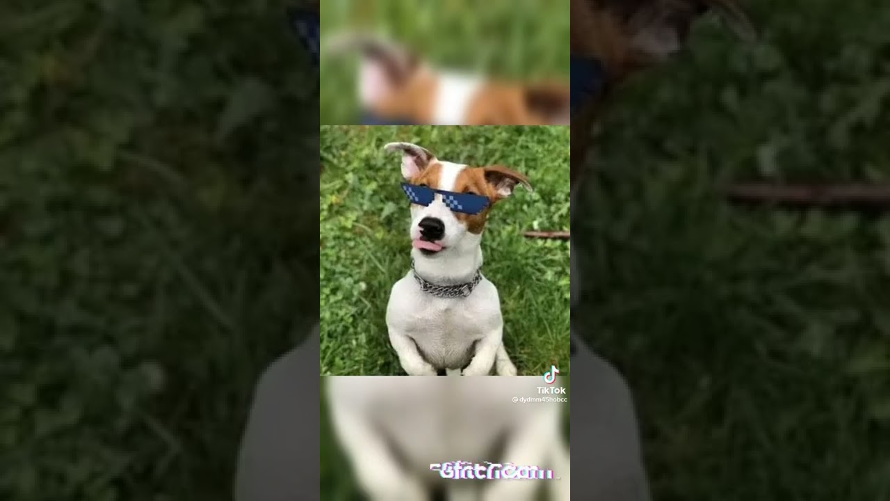 Локи бобо машины