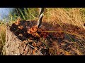 Kill the hidden problem! Tree stump removal