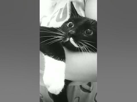 Кот в рэпе апперкот - YouTube