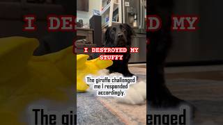 She Judged This Giraffe Guilty... 🐾 #funnydogs #dogcommentary #shorts