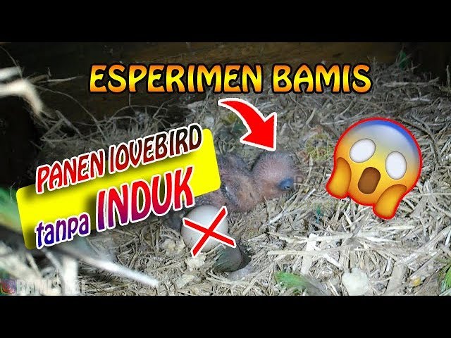 PANEN LOVEBIRD TANPA KELUARIN INDUKAN, APAKAH EFEKTIF || BAMIS LOVEBIRD farm class=