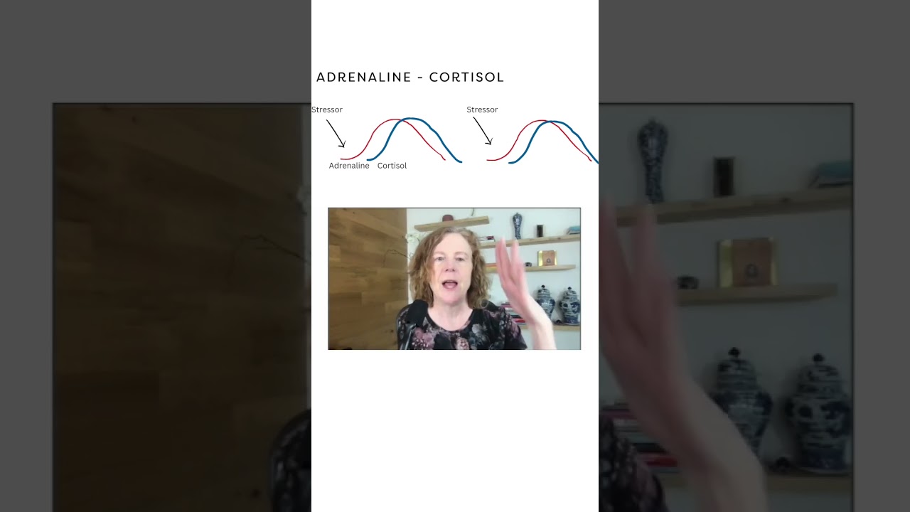 The Adrenaline & Cortisol Cycle