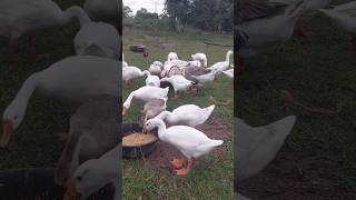 Joyful Geese Roaming The Green Kingdom