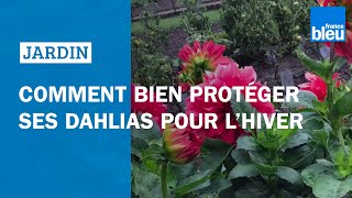 Comment bien protéger ses dahlias pour l'hiver