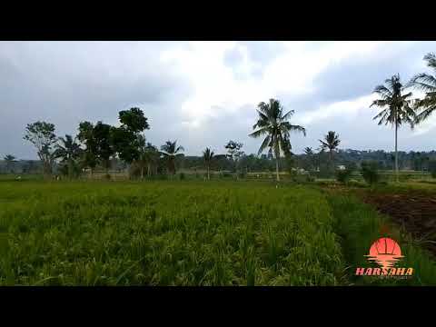 Persawahan