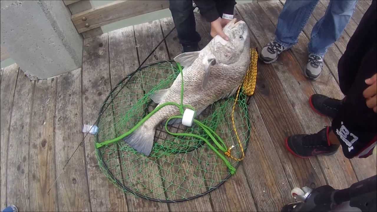 Huge Black Drum YouTube