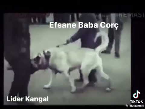 Efsane Baba Corc