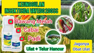Keunggulan Insektisida Vayego 200SC Untuk Tanaman Padi,Bawang Merah Dan Cabai.