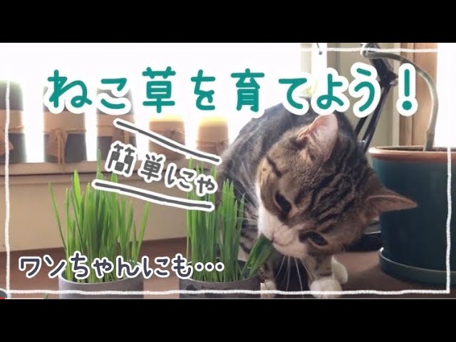 サトケン様 猫草 20㌔プラス増量☆ 【公式ショッピングサイト】