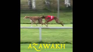 African Dog Breeds   Azawakh
