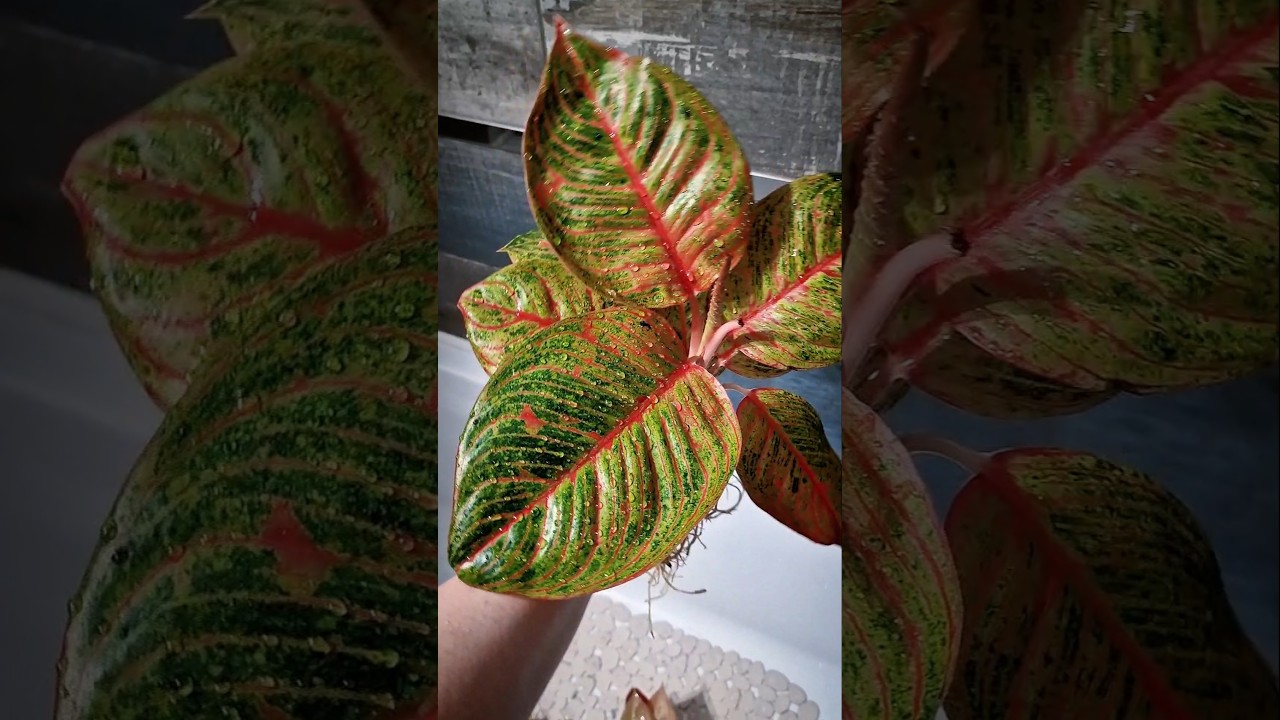 Аглаонема хагис / хагес / хаггес и Панкавати Aglaonema hughes and pancawati 