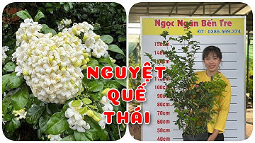 Cây Nguyệt quế Thái siêu bông bông chùm | 0386569374 - Ngọc Ngân Bến Tre | Chuyên cây độc lạ