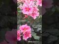 【5月のバラ】 ,,,三山ひろし #昭和歌謡カバー